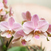 COMBI DEAL van 2 oud roze Phalaenopsis orchideeën - Treviso | bloeiende kamerplant - vers van de kweker