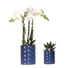 Set van witte orchidee Amabilis en succulent in Candy sierpotten blauw - potmaat | bloeiende kamerplant - vers van de kweker