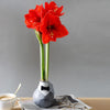 No Water Flowers® (wax amaryllis) | Giletz Bowtie (3 pack) + Red flower