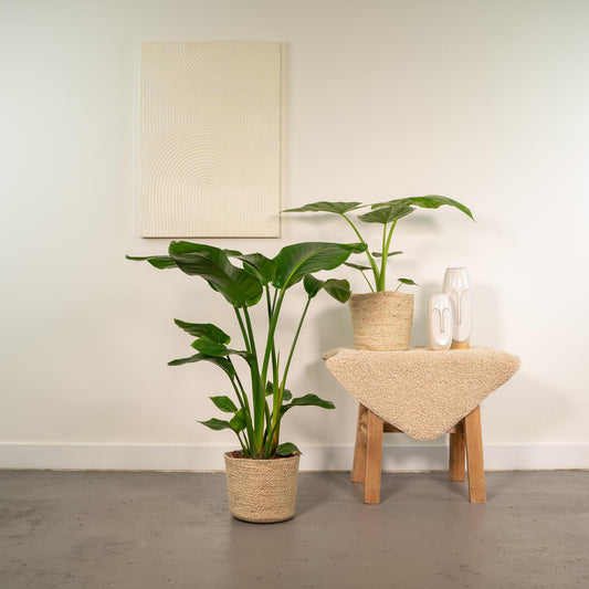 Strelitzia Nicolai + Alocasia Macrorrhiza + Mand Selin