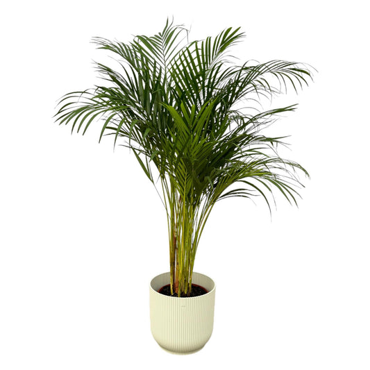 Areca palm - inclusief elho pot