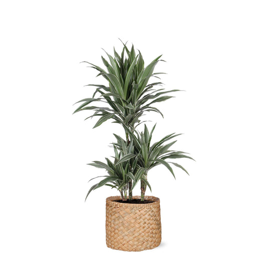 Dracaena Warneckii in Albury NATURAL mand