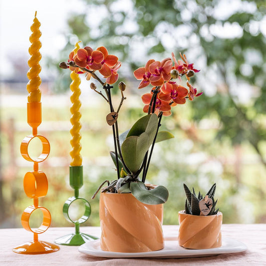 Gift set Optimism small peach | Groene plant met oranje Phalaenopsis orchidee in Candy sierpotten op wit organisch dienblad