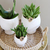 Plantenset met witte Phalaenopsis Orchidee en Succulenten incl. keramieken sierpotten