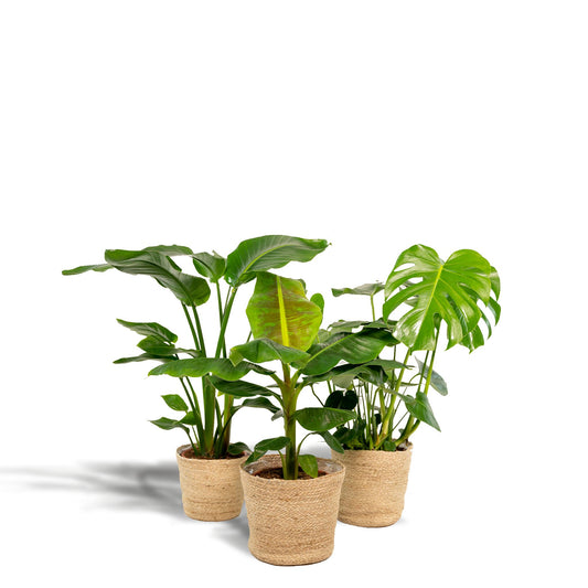 Monstera Deliciosa + Alocasia Zebrina + Strelitzia Nicolai + Mand Selin