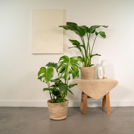 Strelitzia Nicolai + Monstera Deliciosa + Mand Selin