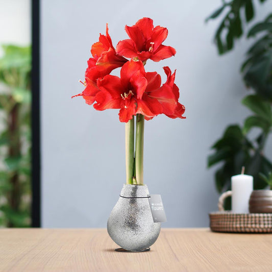 No Water Flowers® (wax amaryllis) | Glitterz® - Silver + Red flower