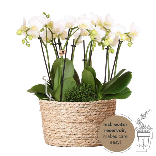 Witte plantenset in Reed Basket incl. waterreservoir | drie witte orchideeën Amabilis en drie groene planten | Jungle Bouquet wit met zelfvoorzienend waterreservoir