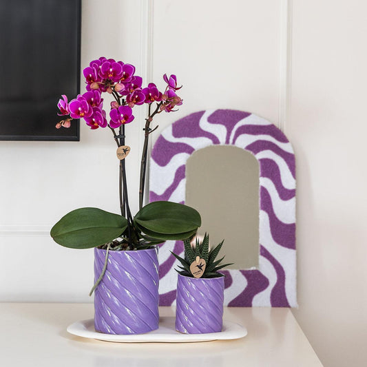 Gift set Optimism small lila | Groene plant met oranje Phalaenopsis orchidee in Candy sierpotten op wit organisch dienblad