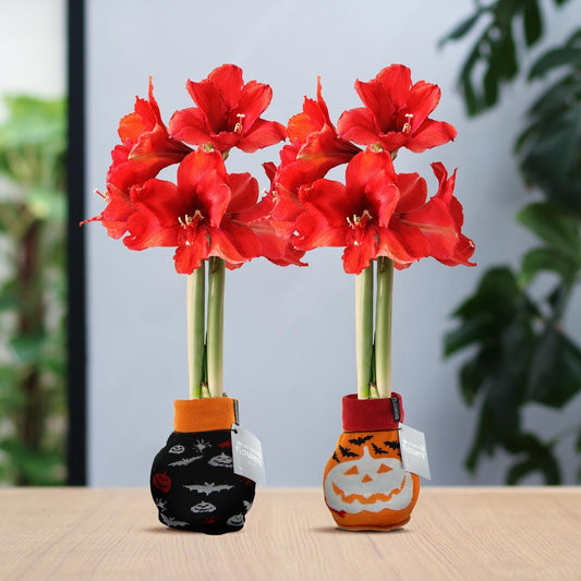 No Water Flowers® (wax amaryllis) | Fashionz Halloween Mix (2 pack) + Red flower