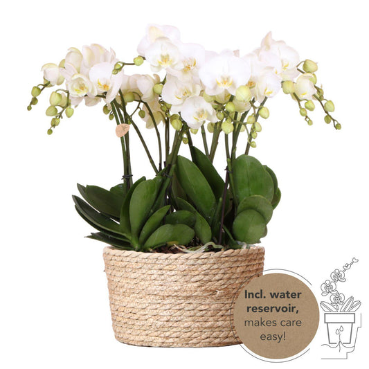 Witte orchideeënset in Reed Basket incl. waterreservoir | drie witte orchideeën Ghent | Mono Bouquet wit met zelfvoorzienend waterreservoir.