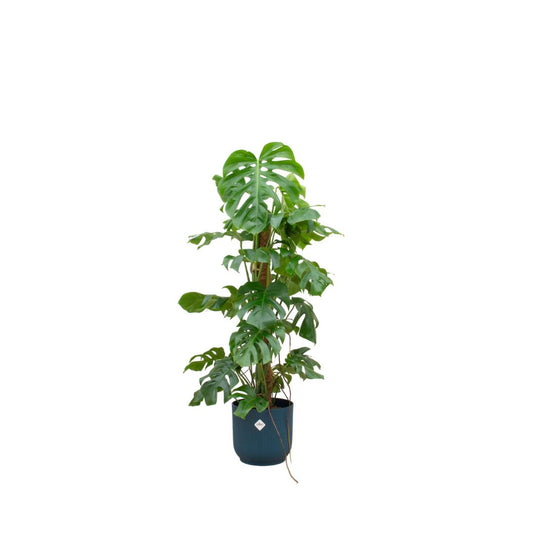 Monstera Pertusum XL inclusief elho Vibes Fold Round  blauw