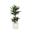 Dracaena Janet Lind inclusief pot