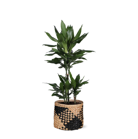 Dracaena Janet Lind in Albury BLACK print mand