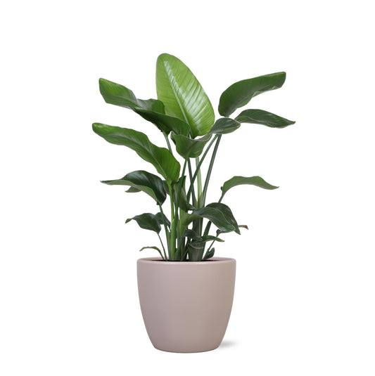 Strelitzia Nicolai in Boule TAUPE pot