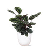 Calathea Medallion in Boule pot