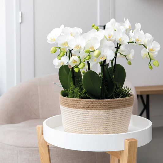 Complete orchideeënset in Cotton Basket | drie witte orchideeën Ghent 12cm | Mono Bouquet wit incl. waterreservoir.