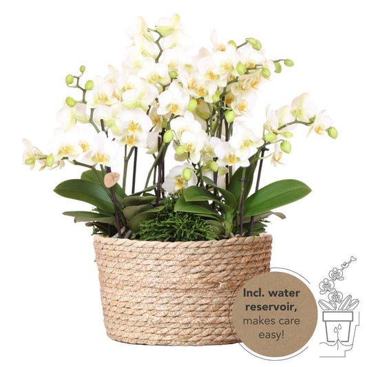 Witte plantenset in Reed Basket incl. waterreservoir | drie witte orchideeën Lausanne en drie groene planten | Jungle Bouquet wit met zelfvoorzienend waterreservoir