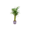 Areca palm inclusief elho pot