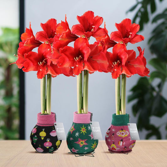 No Water Flowers® (wax amaryllis) | Fashionz Patternz Disco Mix (3 pack) + Red flower