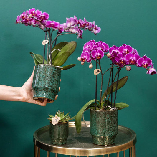 Paarse phalaenopsis orchidee - Morelia Classy green