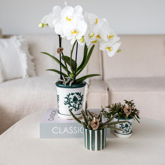 Set van witte orchidee Amabilis in Malaga pot en succulent in Painted Stripe pot groen | bloeiende kamerplant - vers van de kweker