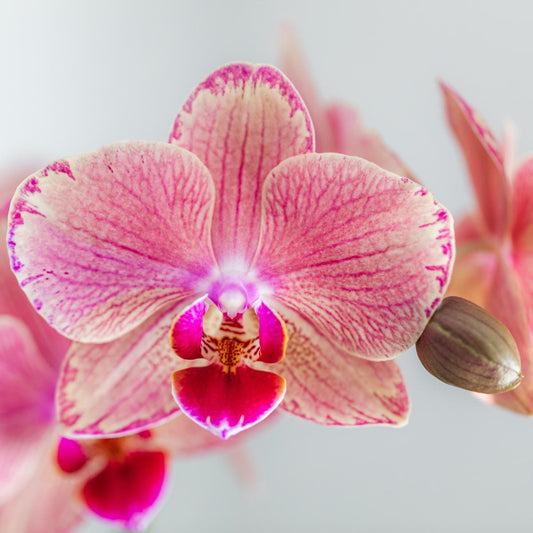 COMBI DEAL van 2 Phalaenopsis orchideeën - Pirate Picotee | bloeiende kamerplant - vers van de kweker