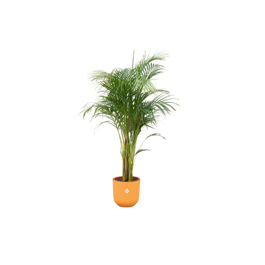 Areca palm inclusief elho pot