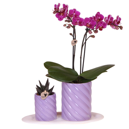 Gift set Optimism small lila | Groene plant met oranje Phalaenopsis orchidee in Candy sierpotten op wit organisch dienblad