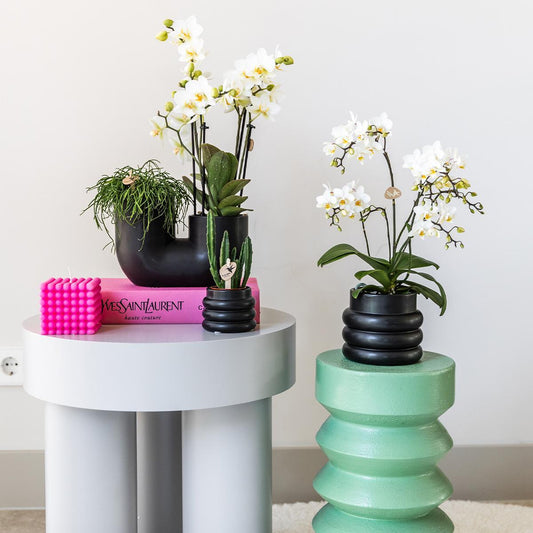 Witte phalaenopsis orchidee - Lausanne + Bubble pot black | bloeiende kamerplant - vers van de kweker