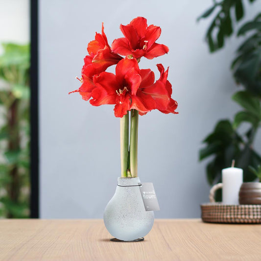 No Water Flowers® (wax amaryllis) | Glitterz® - White + Red flower