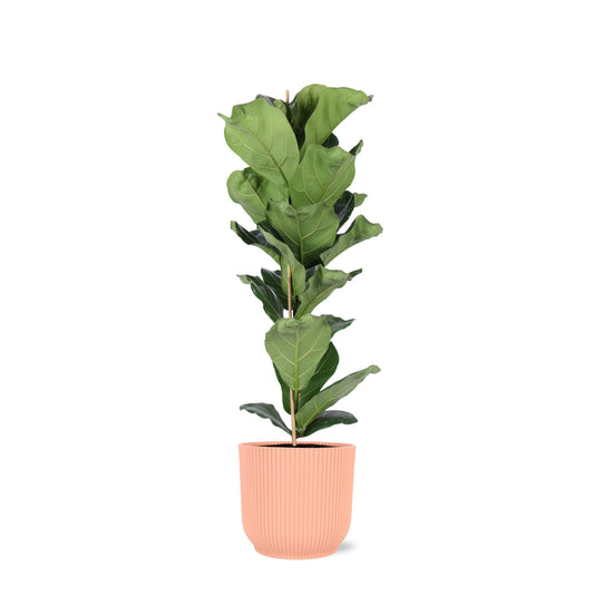 Ficus Lyrata - Ø21cm - ↕90cm in Vibes ROZE pot