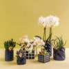 Set van witte orchidee Amabilis en succulent in Candy sierpotten blauw - potmaat | bloeiende kamerplant - vers van de kweker