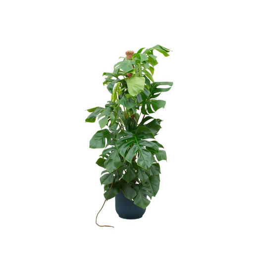 Monstera Pertusum XL inclusief elho Vibes Fold Round