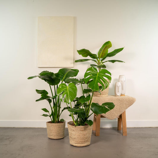 Monstera Deliciosa + Alocasia Zebrina + Strelitzia Nicolai + Mand Selin