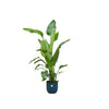 Strelitzia Nicolai inclusief elho Vibes Fold Round blauw