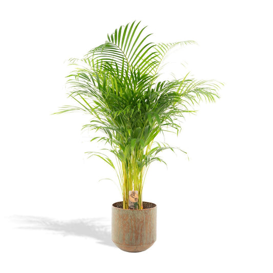 Areca palm met pot