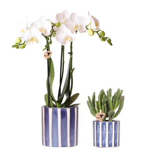 Set van witte Phalaenopsis orchidee Amabilis en Succulent Crassula Hobbit in Painted Stripe pot blauw | bloeiende kamerplant - vers van de kweker