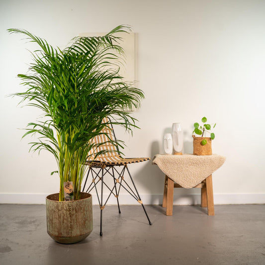 Areca palm met pot