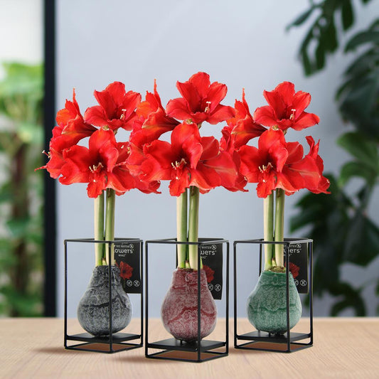 No Water Flowers® (wax amaryllis) | Formz Industrial Mix (3 pack) + Red flower