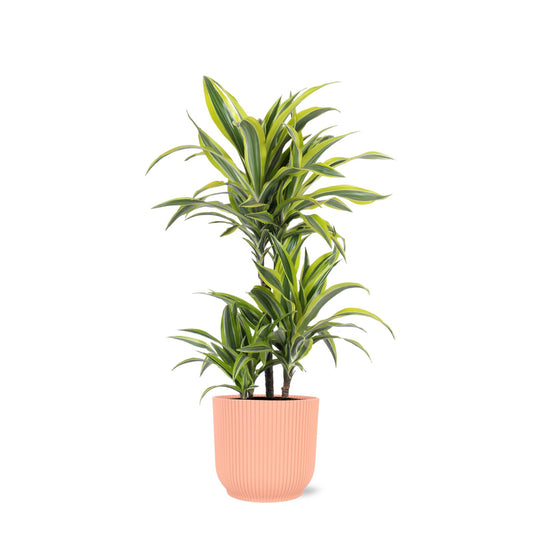 Dracaena Lemon Lime in Vibes ROZE pot