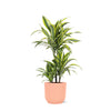 Dracaena Lemon Lime in Vibes ROZE pot