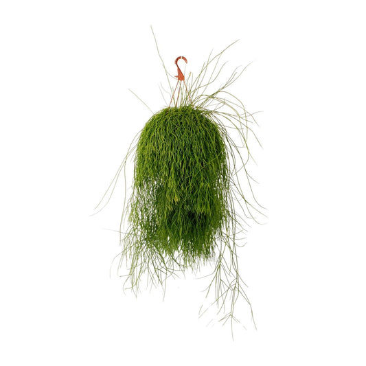 Rhipsalis Cassutha