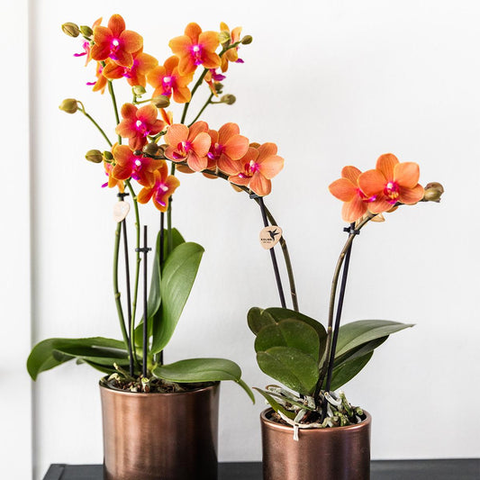 COMBI DEAL van 2 geurende oranje Phalaenopsis orchideeën | bloeiende kamerplant - vers van de kweker