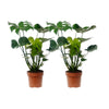 Monstera Deliciosa - 2 stuks