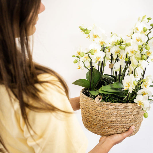 Witte plantenset in Reed Basket incl. waterreservoir | drie witte orchideeën Lausanne en drie groene planten | Jungle Bouquet wit met zelfvoorzienend waterreservoir