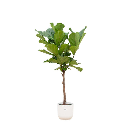 Ficus Lyrata stam inclusief elho Vibes Fold Round wit