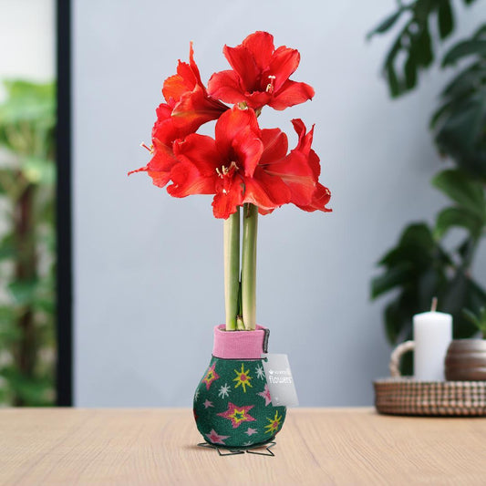 No Water Flowers® (wax amaryllis) | Fashionz Patterns Disco - Green + Red flower