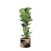 Ficus Lyrata - Ø21cm - ↕90cm in Albury BLACK print mand