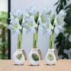 No Water Flowers® (wax amaryllis) | Naturalz Botanical Mix (3 pack) + White flower